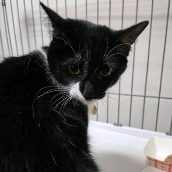 Domestic Short Hair Cats Available for Adoption - Twilight | PetCurious