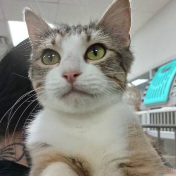 Rescue Domestic Short Hair Cats for Adoption in Dickinson, Texas - Cattuccino | PetCurious