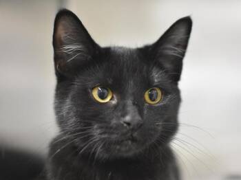 Honeybun -  Domestic Short Hair Cat for Adoption in Portland, Oregon - Honeybun | PetCurious