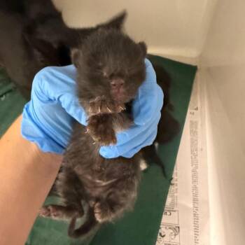 River -  Domestic Short Hair Cat for Adoption in Charleston, West Virginia - River | PetCurious
