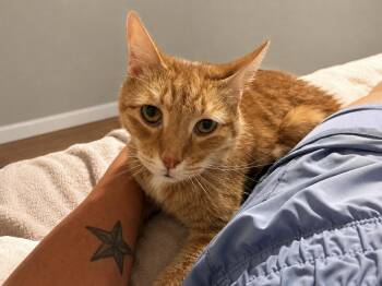 Kiro -  Domestic Short Hair Cat for Adoption in Black Mountain, North Carolina - Kiro | PetCurious
