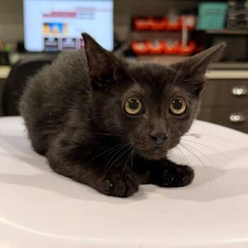 Jax -  Domestic Short Hair Cat for Adoption in Tampa, Florida - Jax | PetCurious