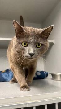 Domestic Short Hair Cats Available for Adoption - Simon | PetCurious