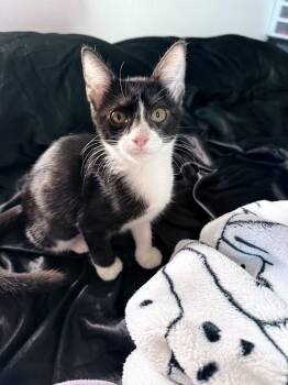 ANDREA -  Domestic Short Hair Cat for Adoption in Broomfield, Colorado - ANDREA | PetCurious