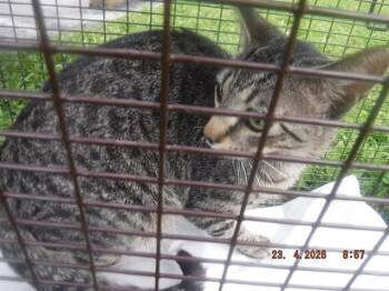 Domestic Short Hair Cats Available for Adoption in Doral, Florida - PAT | PetCurious