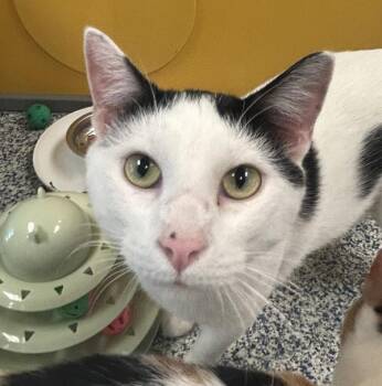 Domestic Short Hair Cats Available for Adoption - Rascal | PetCurious