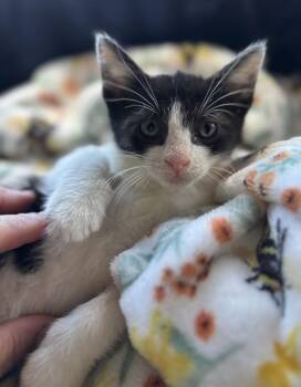 Mac -  Domestic Short Hair Cat for Adoption in Hudson, New Hampshire - Mac | PetCurious