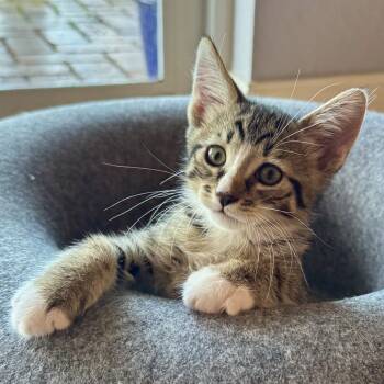 Rescue Domestic Short Hair Cats for Adoption in Jupiter, Florida - Harry | PetCurious