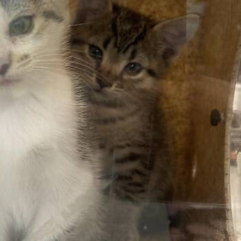 Domestic Short Hair Cats Available for Adoption in Philadelphia, Pennsylvania - Oopsy | PetCurious
