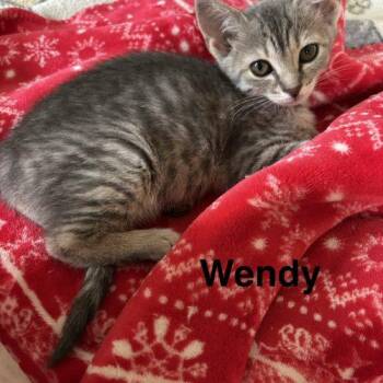 Wendy -  Domestic Short Hair Cat for Adoption in Seven Valleys, Pennsylvania - Wendy | PetCurious