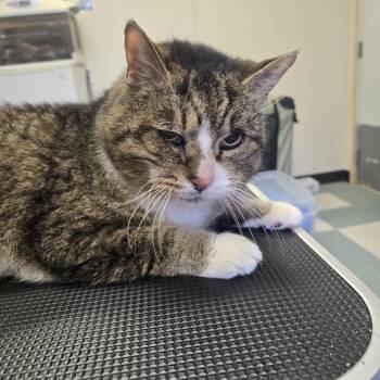 Domestic Medium Hair Cats Available for Adoption in Tawas City, Michigan - Simba 26-059 | PetCurious