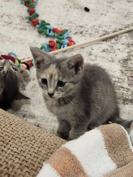 Hermione -  Domestic Short Hair Cat for Adoption in Hamilton, Ontario - Hermione | PetCurious