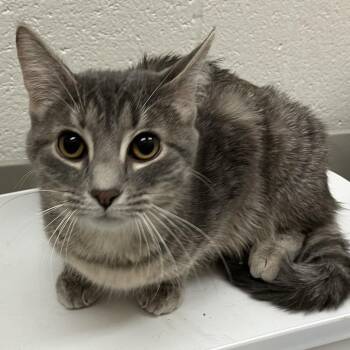 Domestic Short Hair Cats Available for Adoption - Sofia - Chow Hound Northland | PetCurious