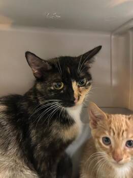 2026-07-037 -  Domestic Short Hair Cat for Adoption in Winder, Georgia - 2026-07-037 | PetCurious