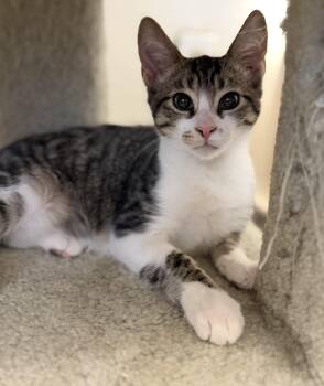 John wayne -  Domestic Short Hair Cat for Adoption in Sonora, California - John Wayne | PetCurious