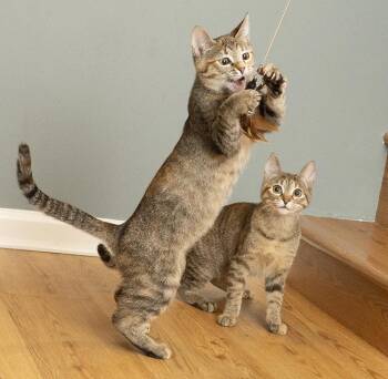 Rescue Torbie Cats for Adoption in Chicago, Illinois - Rosemary | PetCurious