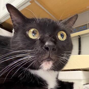 Delilah/Bitty -  Domestic Short Hair and Mixed Breed Cat for Adoption in Greenville, South Carolina - Delilah/Bitty | PetCurious