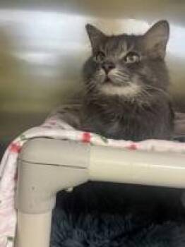 Batty -  Domestic Medium Hair Cat for Adoption in Whitby, Ontario - Batty | PetCurious