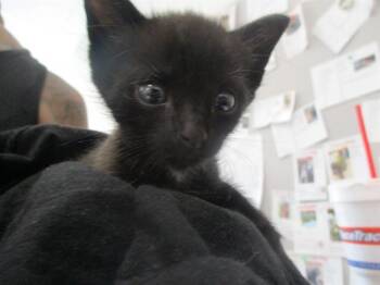 SONNY -  Domestic Short Hair Cat for Adoption in Ocala, Florida - SONNY | PetCurious