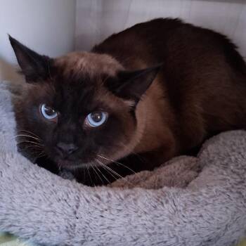 Siamese Cats Available for Adoption - Oreo | PetCurious
