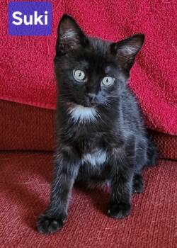 Rescue Domestic Short Hair Cats for Adoption in San Jacinto, California - Suki | PetCurious