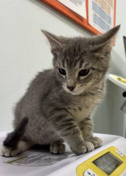 Beaker -  Domestic Short Hair Cat for Adoption in Saint Paul, Minnesota - Beaker | PetCurious