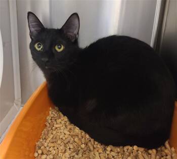 Domestic Short Hair Cats Available for Adoption in Houston, Texas - NAVO | PetCurious