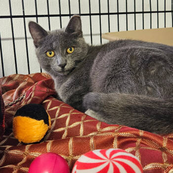 Rescue Domestic Short Hair Cats for Adoption in Stephenville, Texas - Gilligan | PetCurious