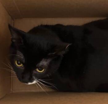 Domestic Short Hair Cats Available for Adoption in West Chester, Pennsylvania - Passion Fruit | PetCurious