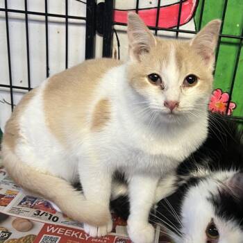 Domestic Short Hair Cats Available for Adoption - Minion | PetCurious