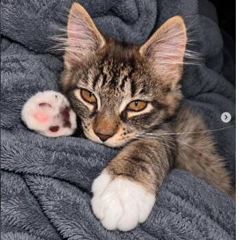 Lil Bean -  Domestic Long Hair Cat for Adoption in New York, New York - Lil Bean | PetCurious