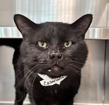Domestic Short Hair Cats Available for Adoption in Golden, Colorado - Casanova | PetCurious
