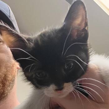 Domestic Short Hair Cats Available for Adoption in Dallas, Texas - Key | PetCurious