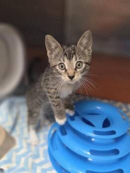 Tiny Dancer -  Domestic Short Hair Cat for Adoption in Westland, Michigan - Tiny Dancer | PetCurious