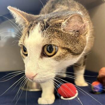 Billy Boss -  Domestic Short Hair Cat for Adoption in Gloucester, Virginia - Billy Boss | PetCurious