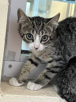 Wylie -  Domestic Short Hair Cat for Adoption in Stratham, New Hampshire - Wylie | PetCurious