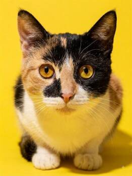 TALENTI -  Domestic Short Hair Cat for Adoption in Jacksonville, Florida - TALENTI | PetCurious