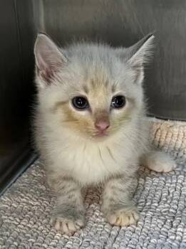 A659393 -  Domestic Short Hair Cat for Adoption in Houston, Texas - A659393 | PetCurious