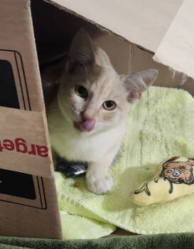 Rescue Domestic Short Hair Cats for Adoption in Cypress, California - Dylan | PetCurious