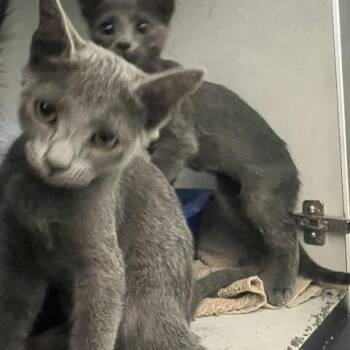 Pumpkin -  Domestic Short Hair Cat for Adoption in Dayton, Ohio - Pumpkin | PetCurious