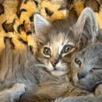 Calico and Domestic Long Hair Cats Available for Adoption in Mesa, Arizona - Mars | PetCurious