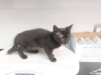 Domestic Short Hair Cats Available for Adoption in Antioch, California - CANYONROSE | PetCurious