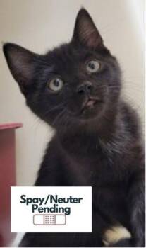 Glitch -  Domestic Short Hair Cat for Adoption in Kalispell, Montana - Glitch | PetCurious