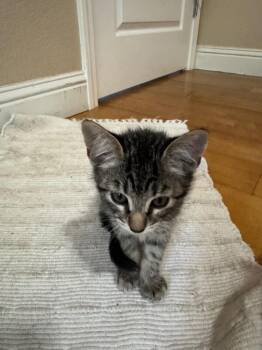 Miso -  Domestic Short Hair Cat for Adoption in Diamond Springs, California - Miso | PetCurious