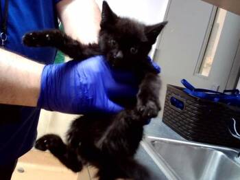 A1053335 -  Domestic Short Hair Cat for Adoption in Martinez, California - A1053335 | PetCurious