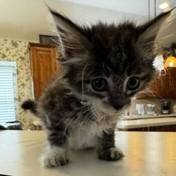 Practical -  Domestic Medium Hair Cat for Adoption in Prosper, Texas - Practical | PetCurious