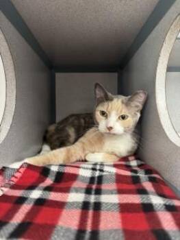 Domestic Short Hair Cats Available for Adoption in Waterloo, Iowa - Azul | PetCurious