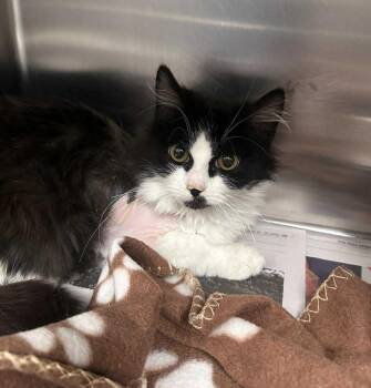 Domestic Medium Hair Cats Available for Adoption - Noel | PetCurious