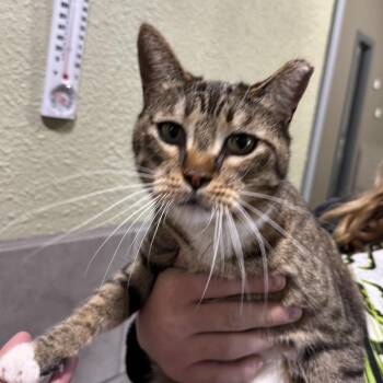 Kato -  Tabby Cat for Adoption in Incline Village, Nevada - Kato | PetCurious