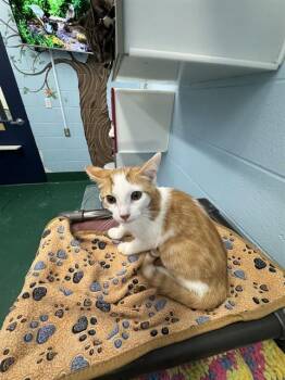 FRUIT FLY -  Domestic Short Hair Cat for Adoption in Peoria, Illinois - FRUIT FLY | PetCurious